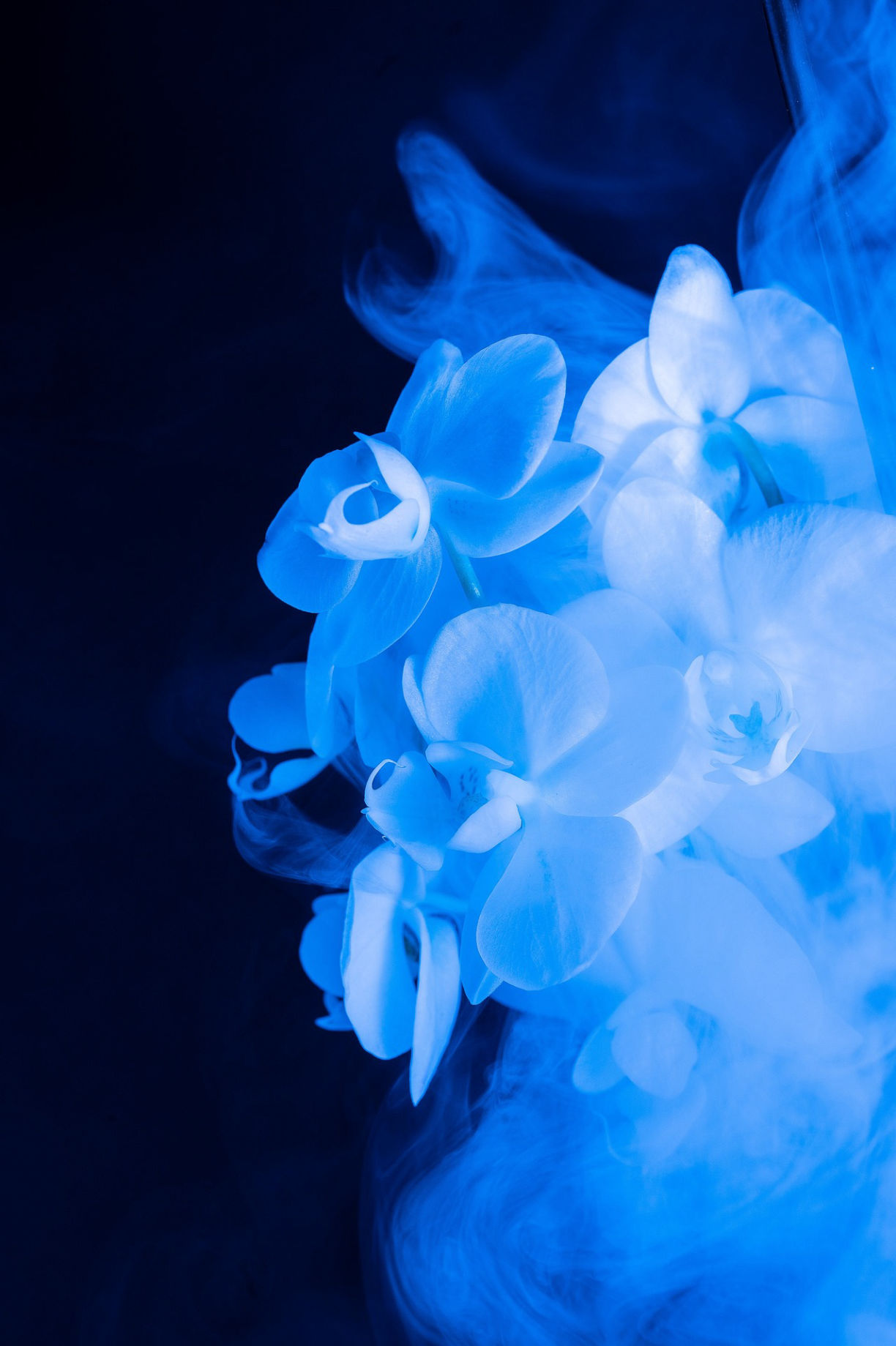 flor con petalos azules